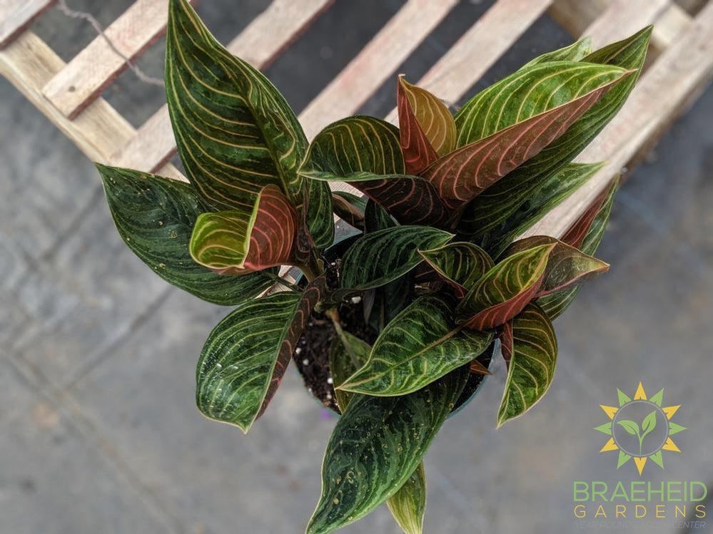 chocolate aglaonema care Aglaonema Rotundum Chocolate – Braeheid Gardens Ltd