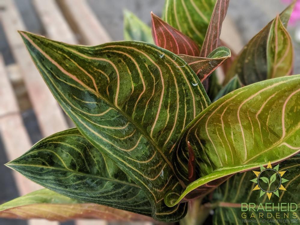 Aglaonema Rotundum Chocolate