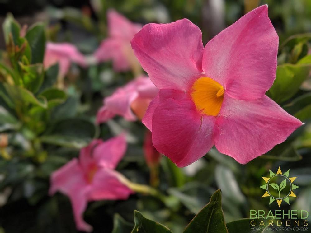 Flower of a Mandevila Basket