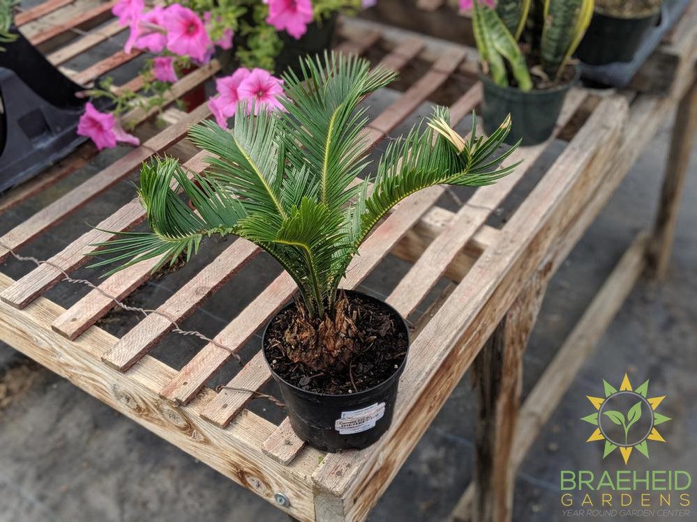 Buy Sago Palm online | Free shipping Canada