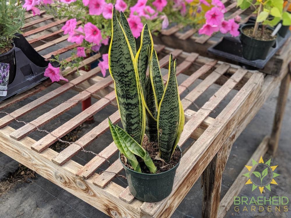 Buy Mother-in-law tongue indoor houseplant online in Canada