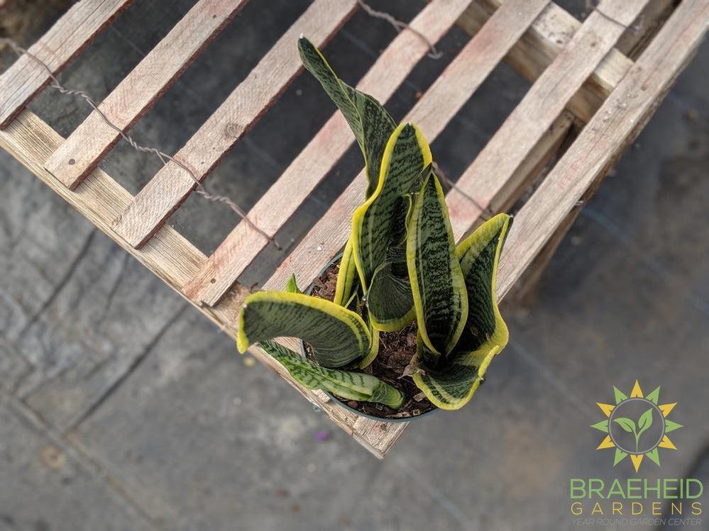 Sansevieria Trifasciata Laurentii grown in Canada