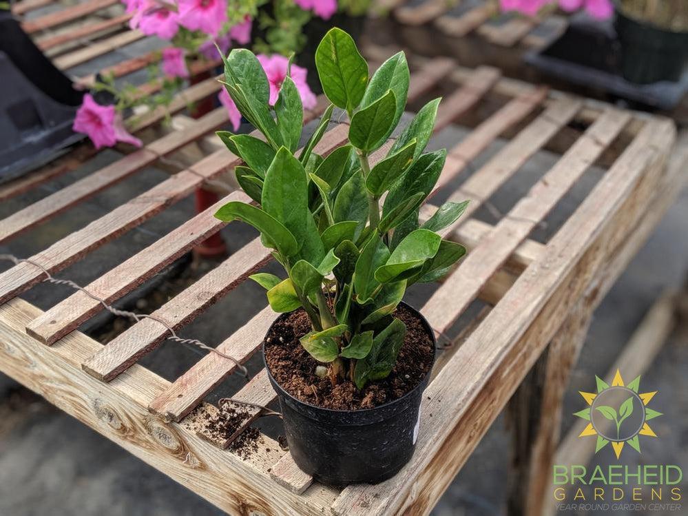 ZZ Plant in Canada | Purchase online