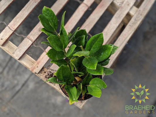 Zamicoculus plant, ZZ plant Canada | Free shipping