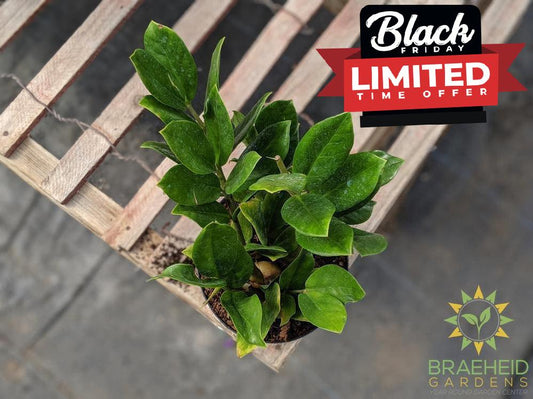 Zamicoculus plant, ZZ plant Canada | Free shipping