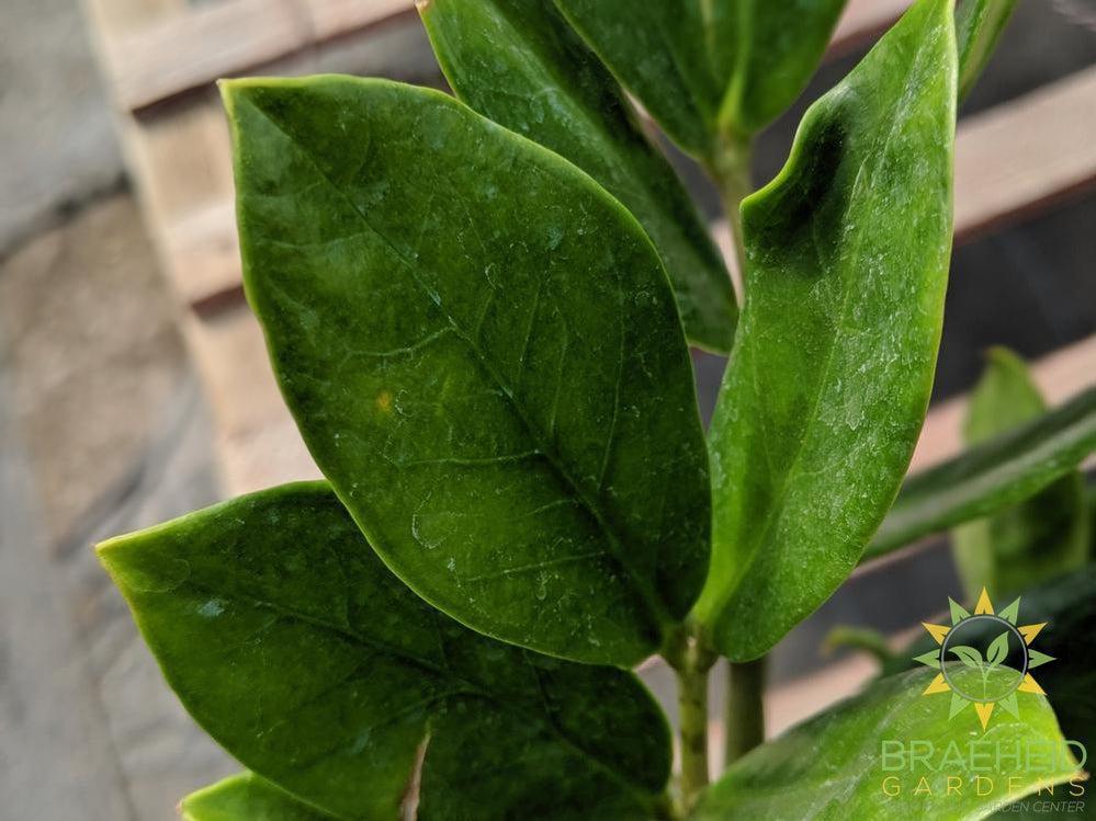ZZ Plant leaf | Shop online Canada