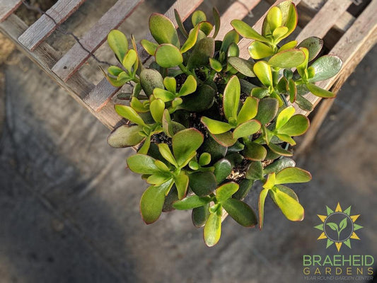 Sunset Jade Succulent