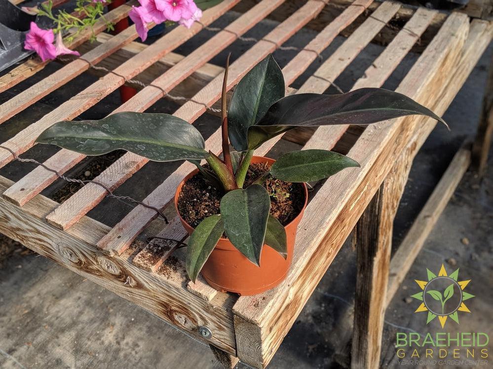 Imperial Red Philodendron