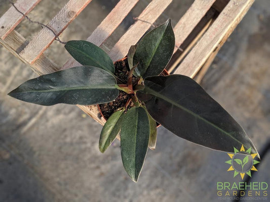 Imperial Red Philodendron