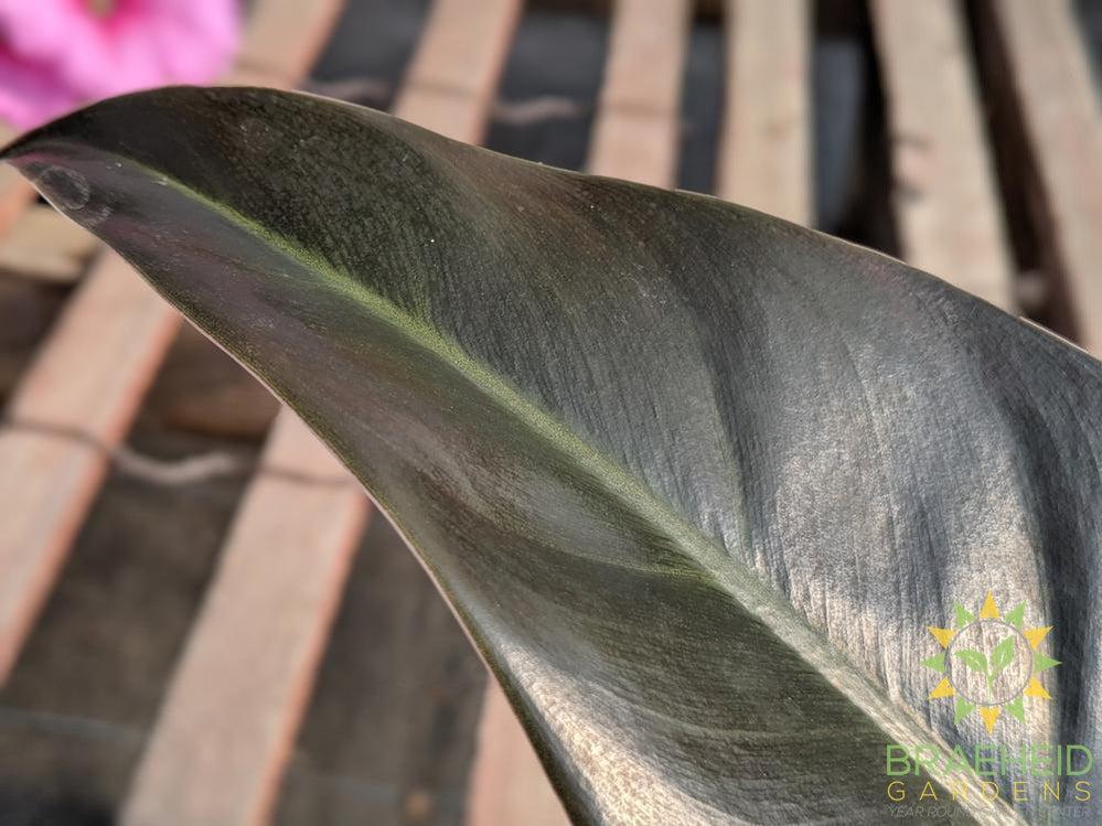 Imperial Red Philodendron