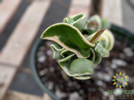 Hoya Hindu Rope Albo Canada