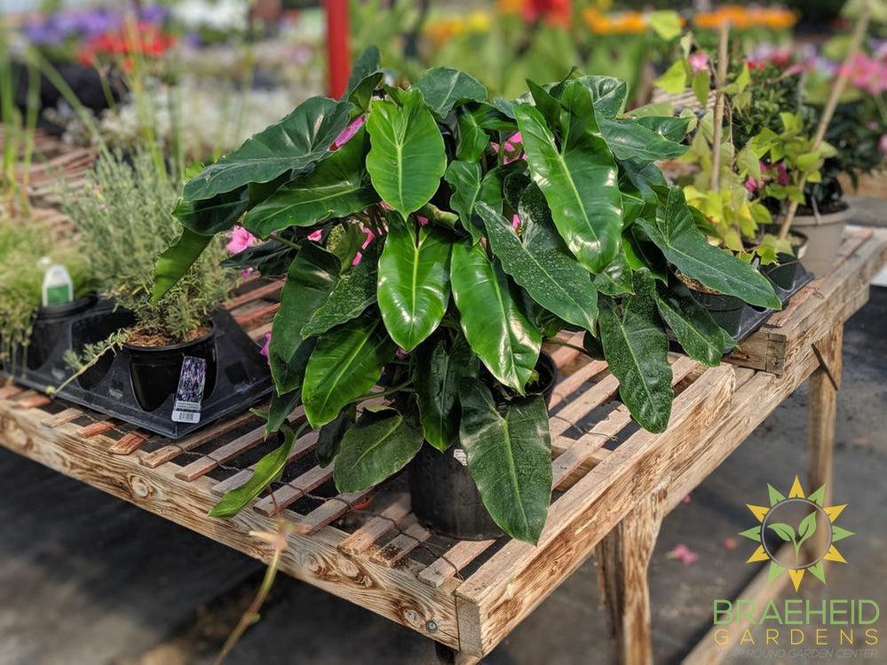 Large Philodendron Burle Marx - NO SHIP