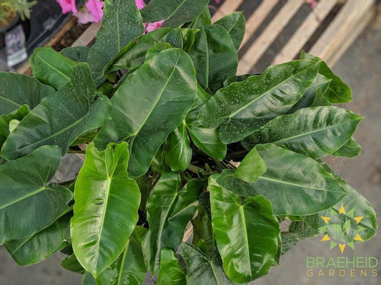 Large Philodendron Burle Marx - NO SHIP