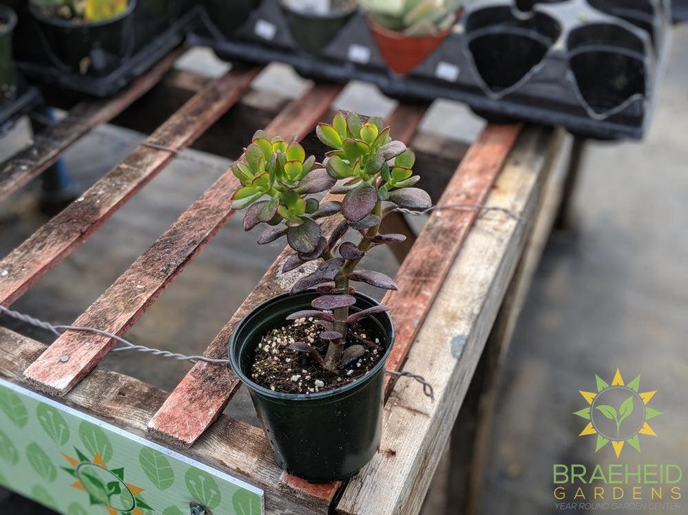 Baby Jade (Crassula Ovata Minor)