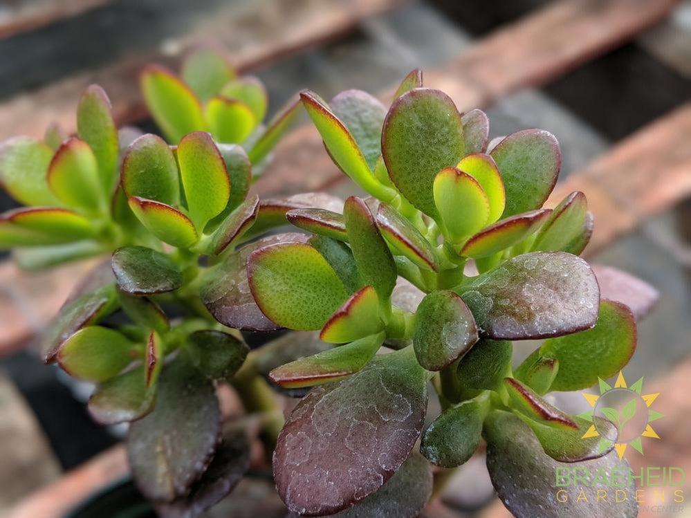 Baby Jade (Crassula Ovata Minor)