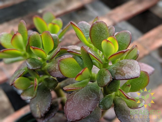 Baby Jade (Crassula Ovata Minor)