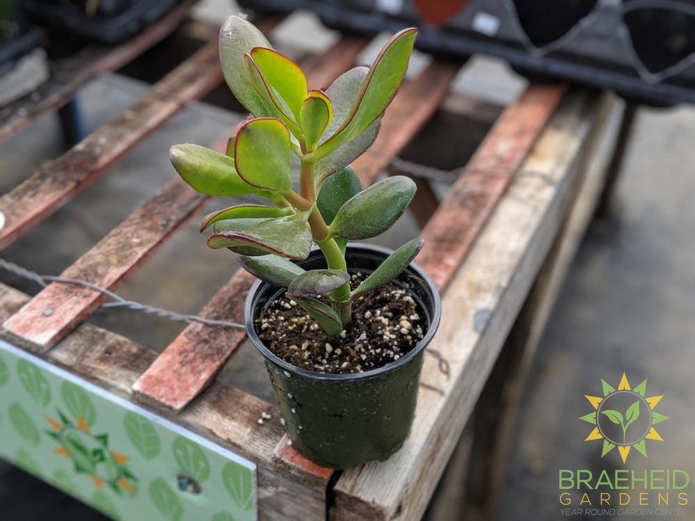 Jade Succulent (Crassula Ovata)