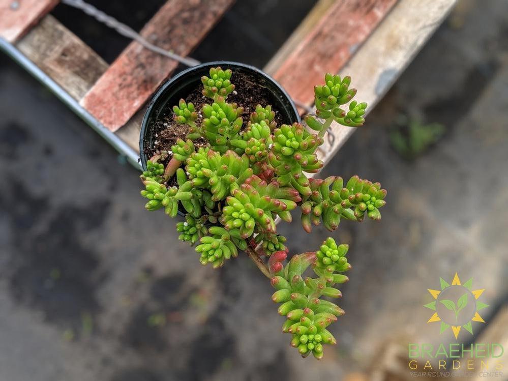 Pork & Beans Sedum (Jellybean)