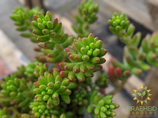 Pork & Beans Sedum (Jellybean)