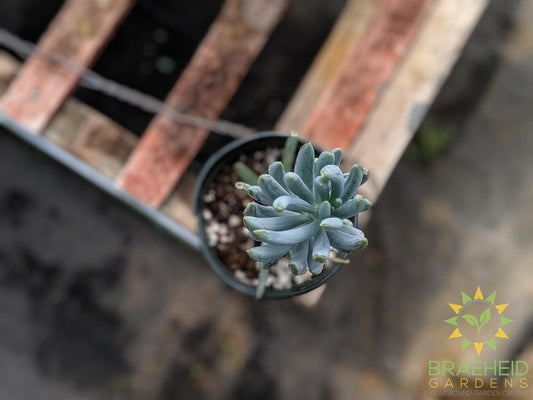 Blue Chalk Sticks Senecio