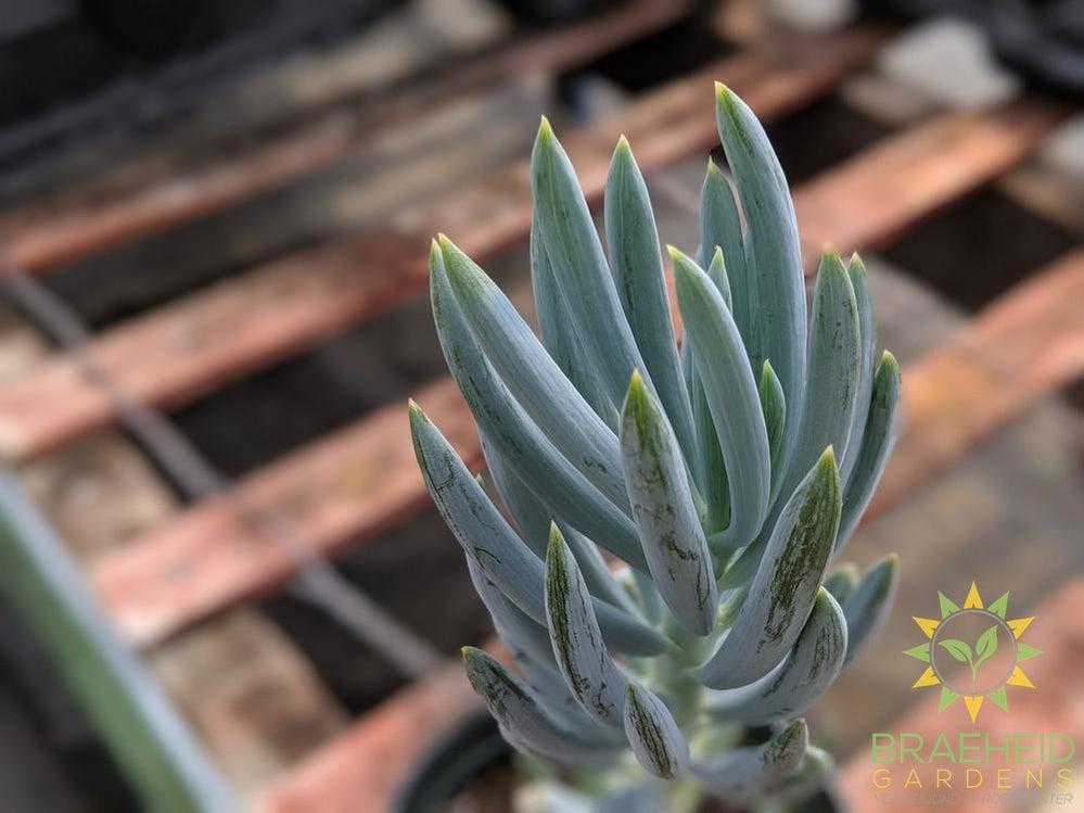 Blue Chalk Sticks Senecio