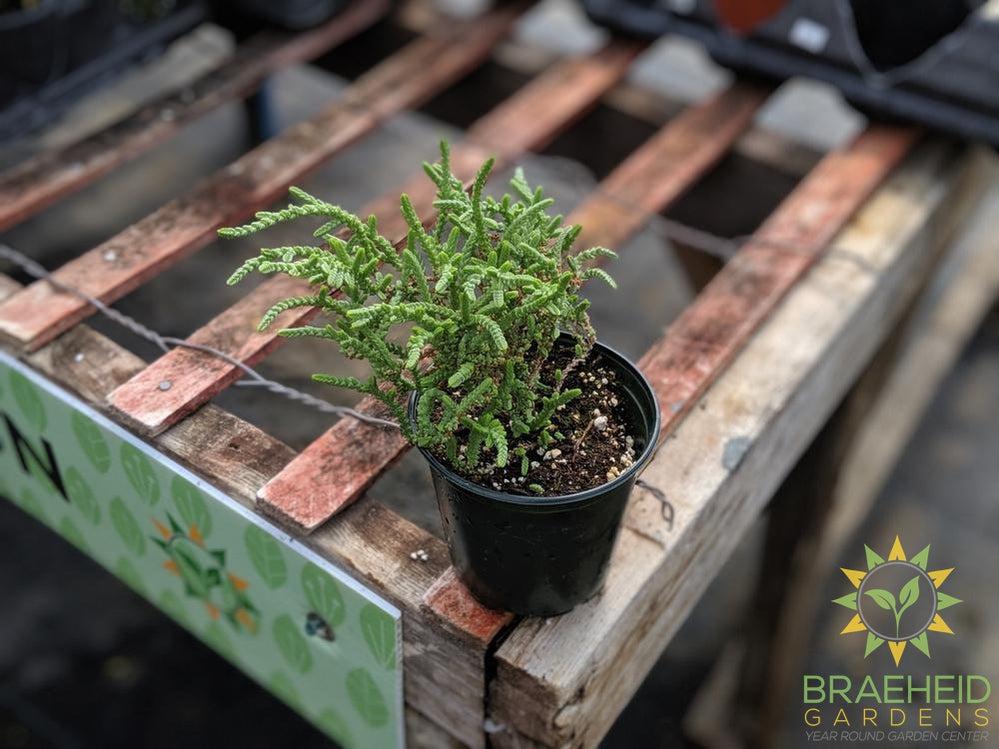 Princess Pine Crassula