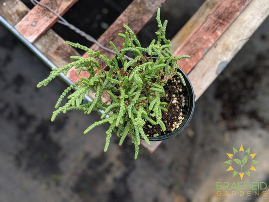 Princess Pine Crassula