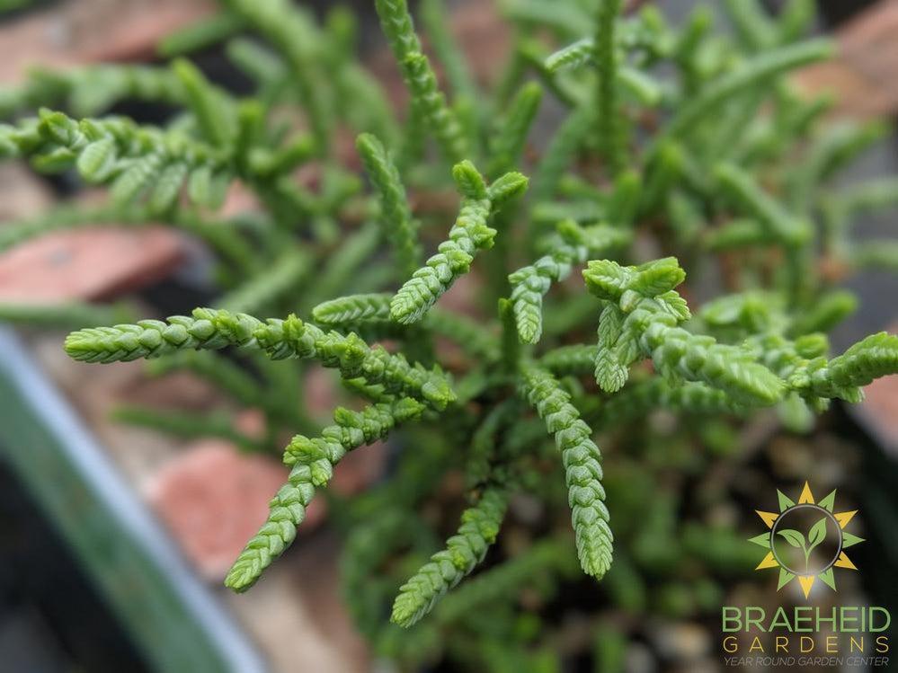 Princess Pine Crassula