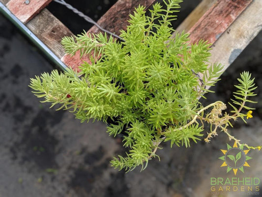 Lemon Ball Sedum