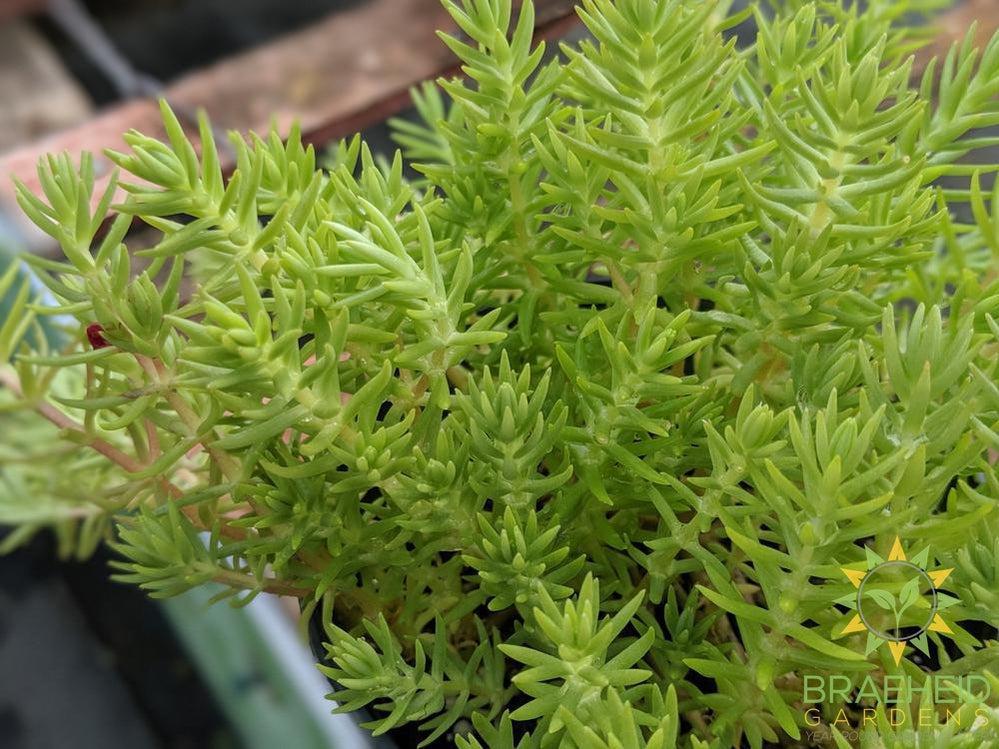Lemon Ball Sedum