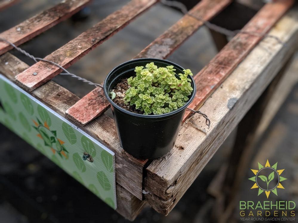 Ogon Sedum