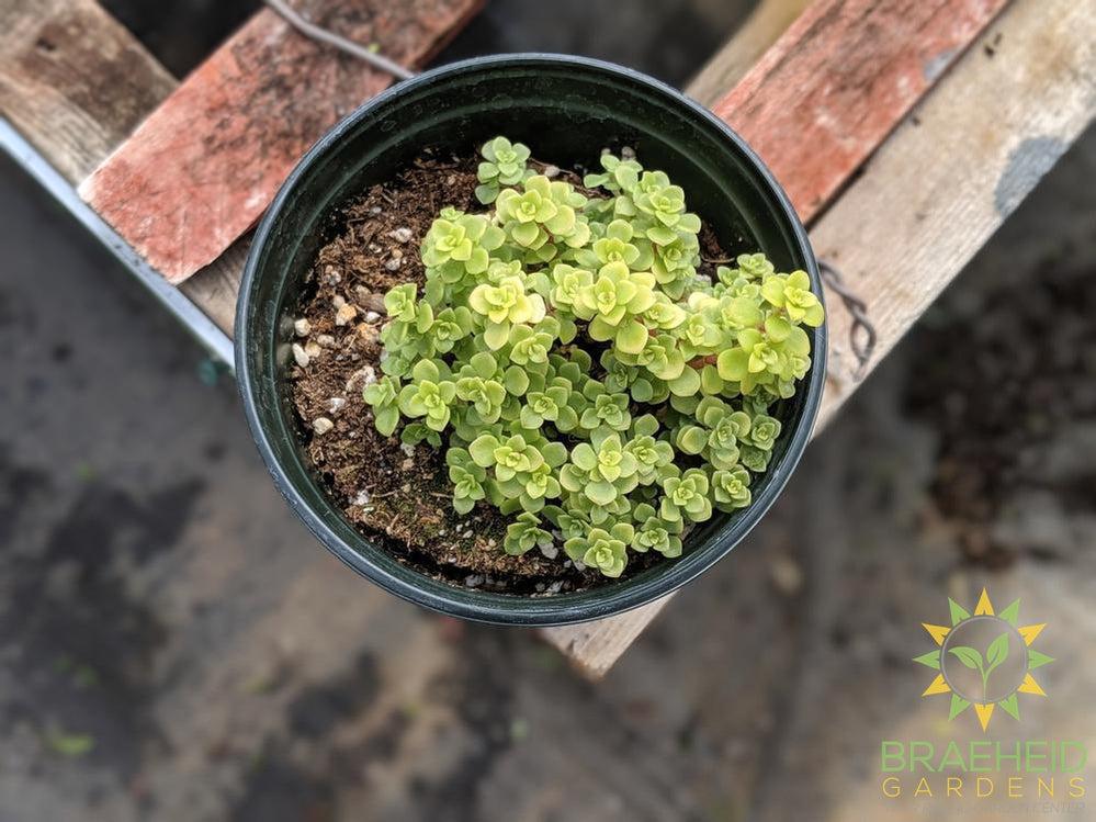 Ogon Sedum