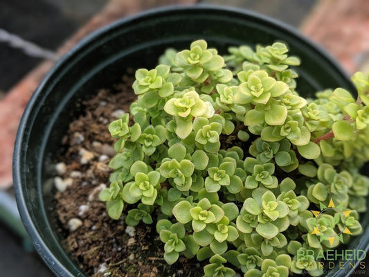 Ogon Sedum