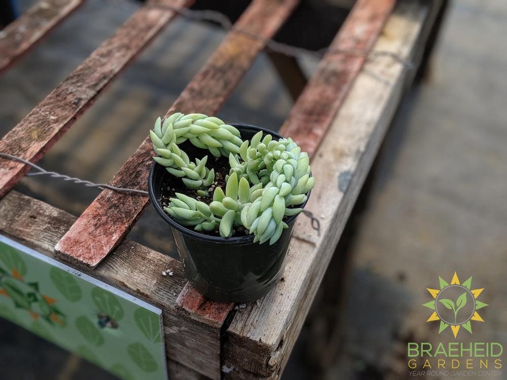 Burros Tail (Pointy Leaf)
