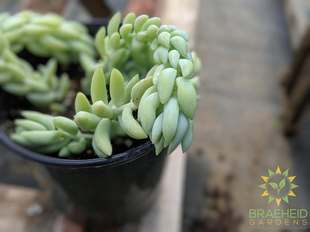 Burros Tail (Pointy Leaf)
