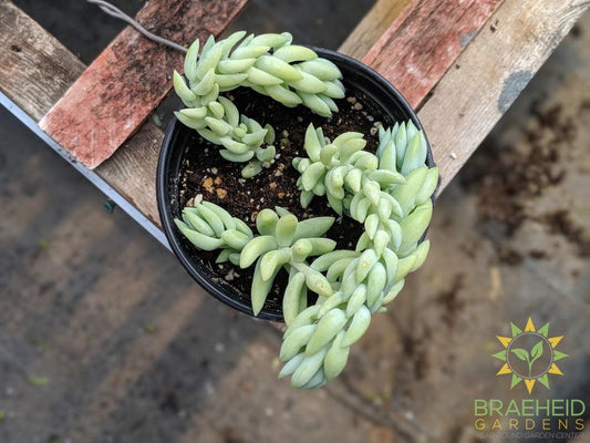 Burros Tail (Pointy Leaf)