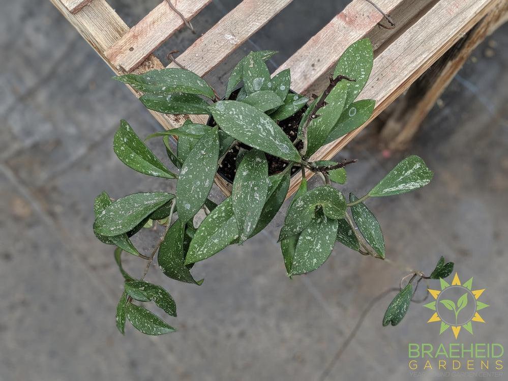 Buy Pubicalyx wax plant online in canada