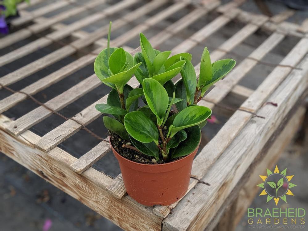 Green Veriegated peperomia