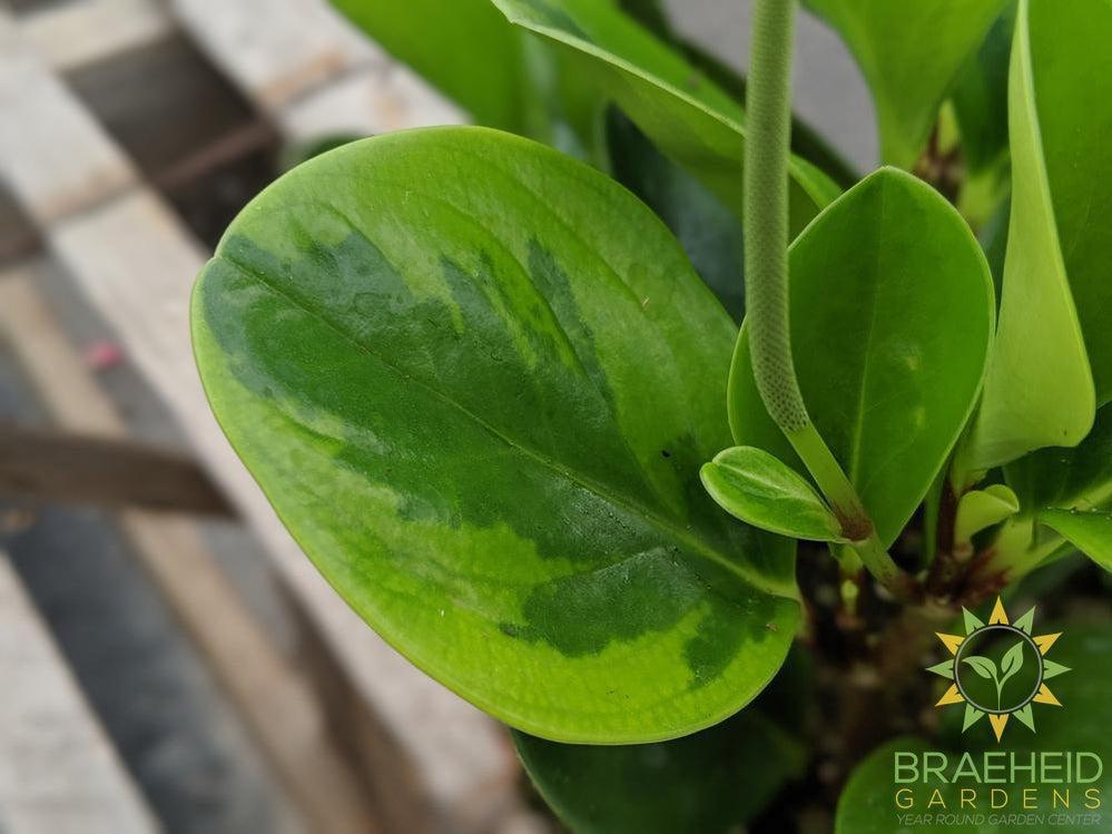 Foliage on peperomia Obtusifolia | Free shipping