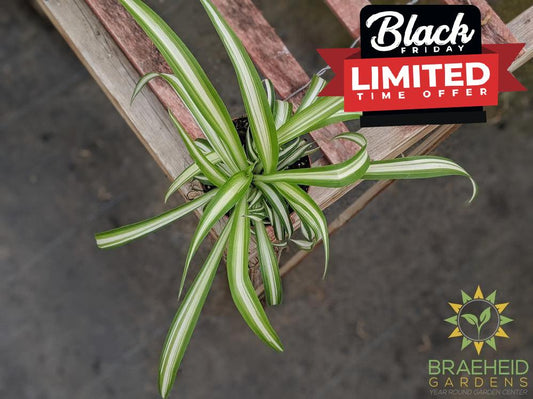 Spiderplant grown in Canada, Browse more online