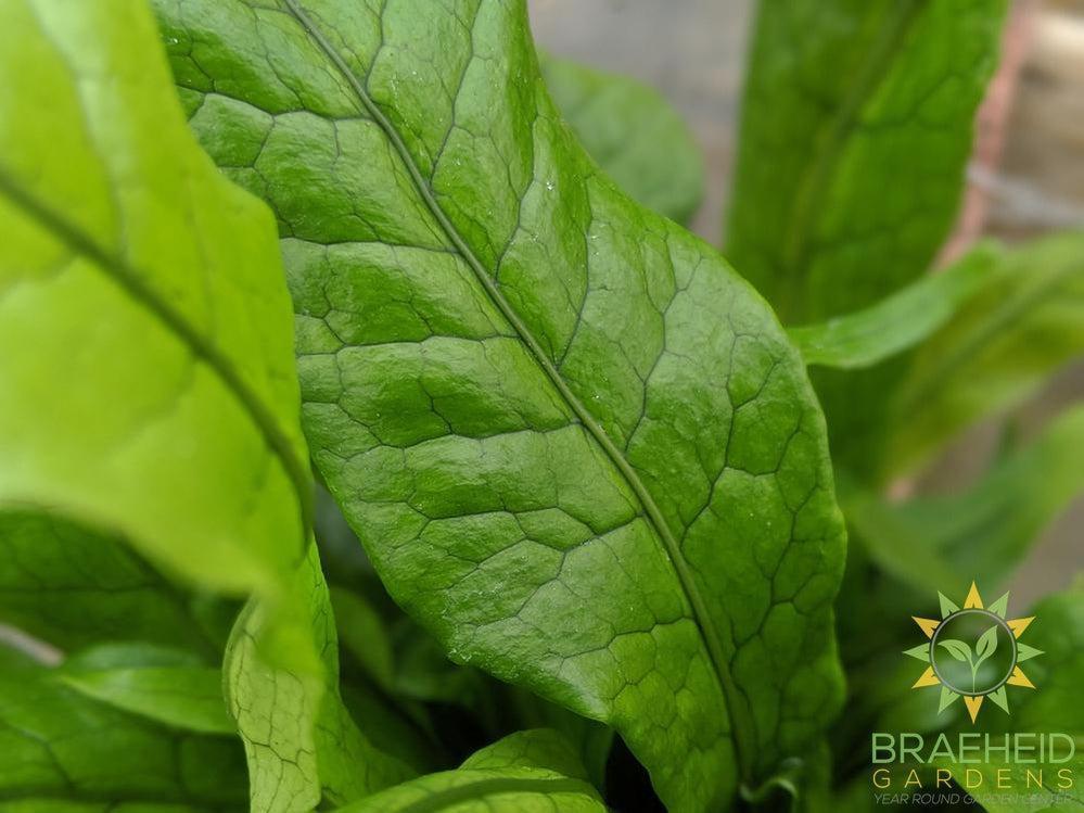 Great texture on Crocodile Ferns, Browse more online.