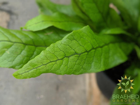Texture of Crocodile Fern | Browse more Ferns online Here