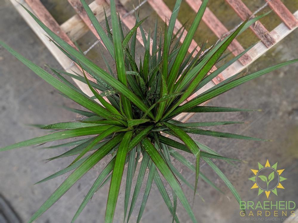 Dragon Tree | Buy online in Canada
