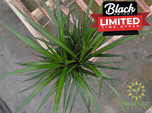 Dragon Tree | Buy online in Canada