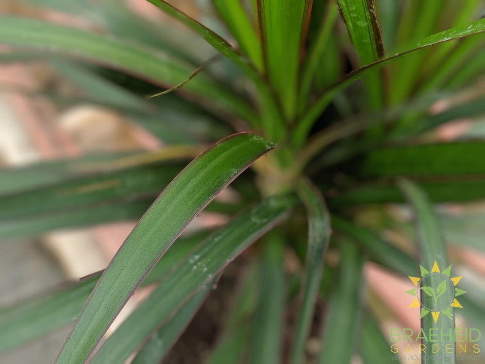 Dragon Tree foliage | Browse more Houseplants online
