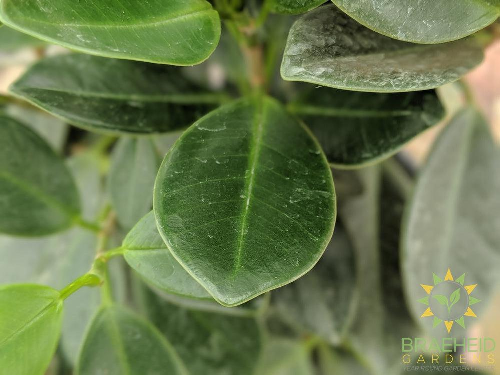 Large Green Island Ficus Tree - NO SHIP