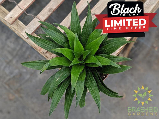 Buy Dracaena online Canada | Canada wide Shipping