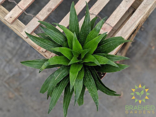 Buy Dracaena online Canada | Canada wide Shipping
