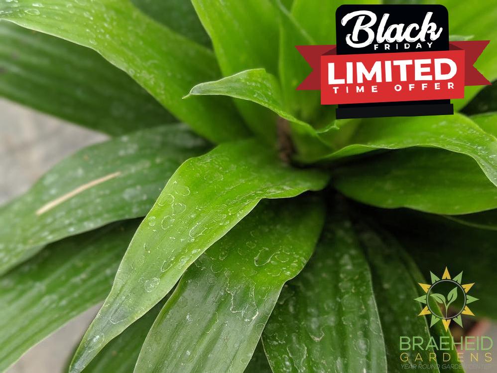 foliage photo janet craig dracaena | Buy online Canada