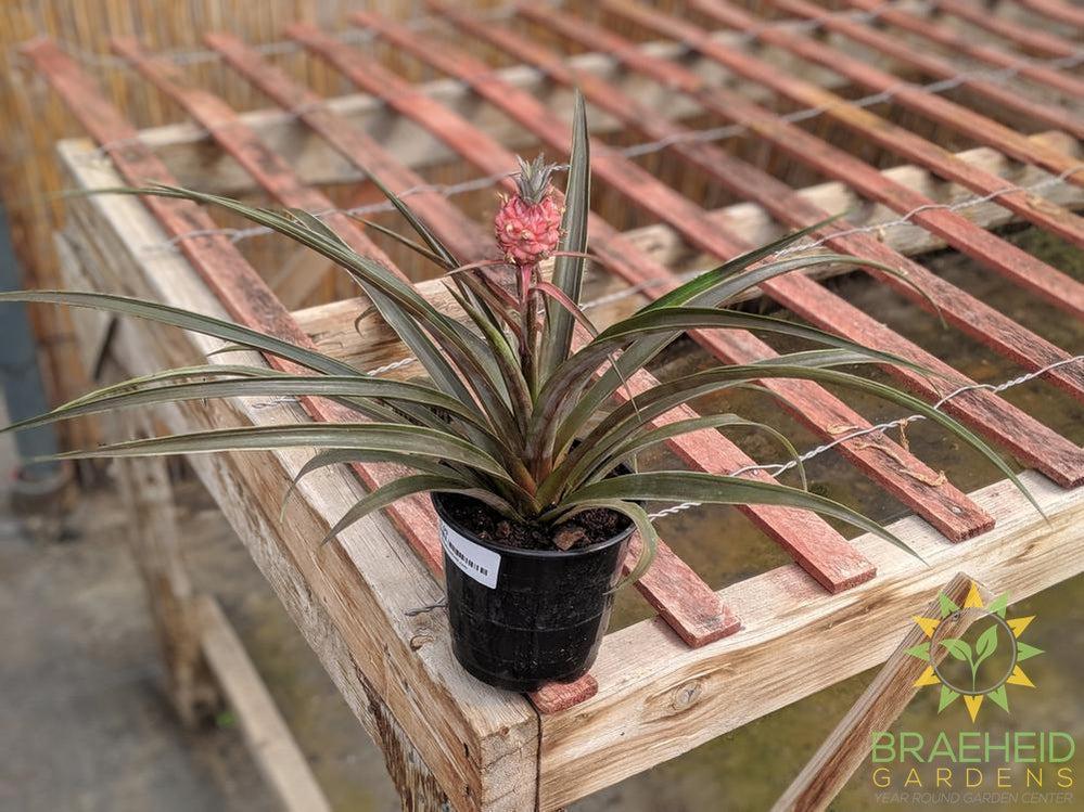 buy pineapple plant canada Dwarf Pineapple plant | Free shipping
